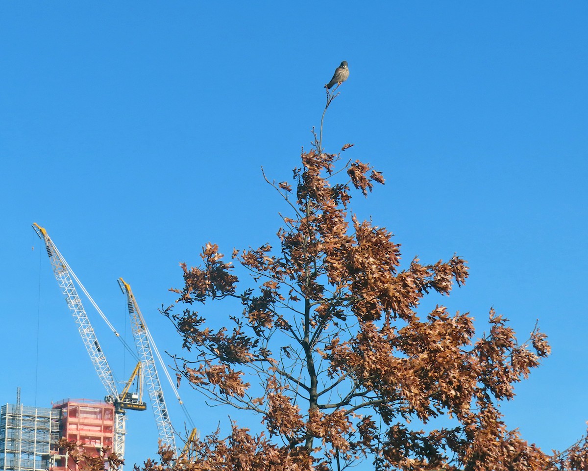 アメリカチョウゲンボウ - ML646659650