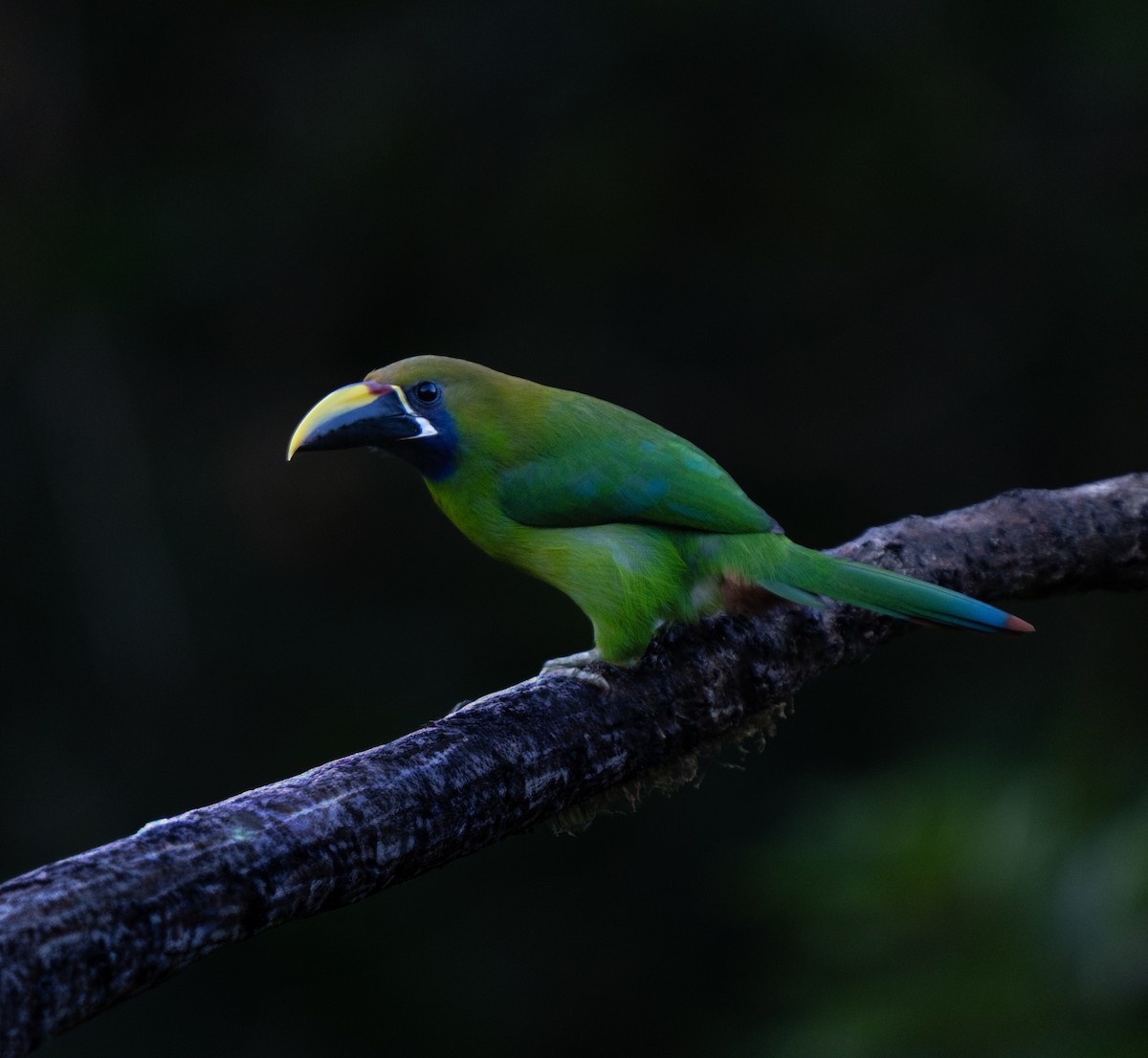 Northern Emerald-Toucanet - ML646659651