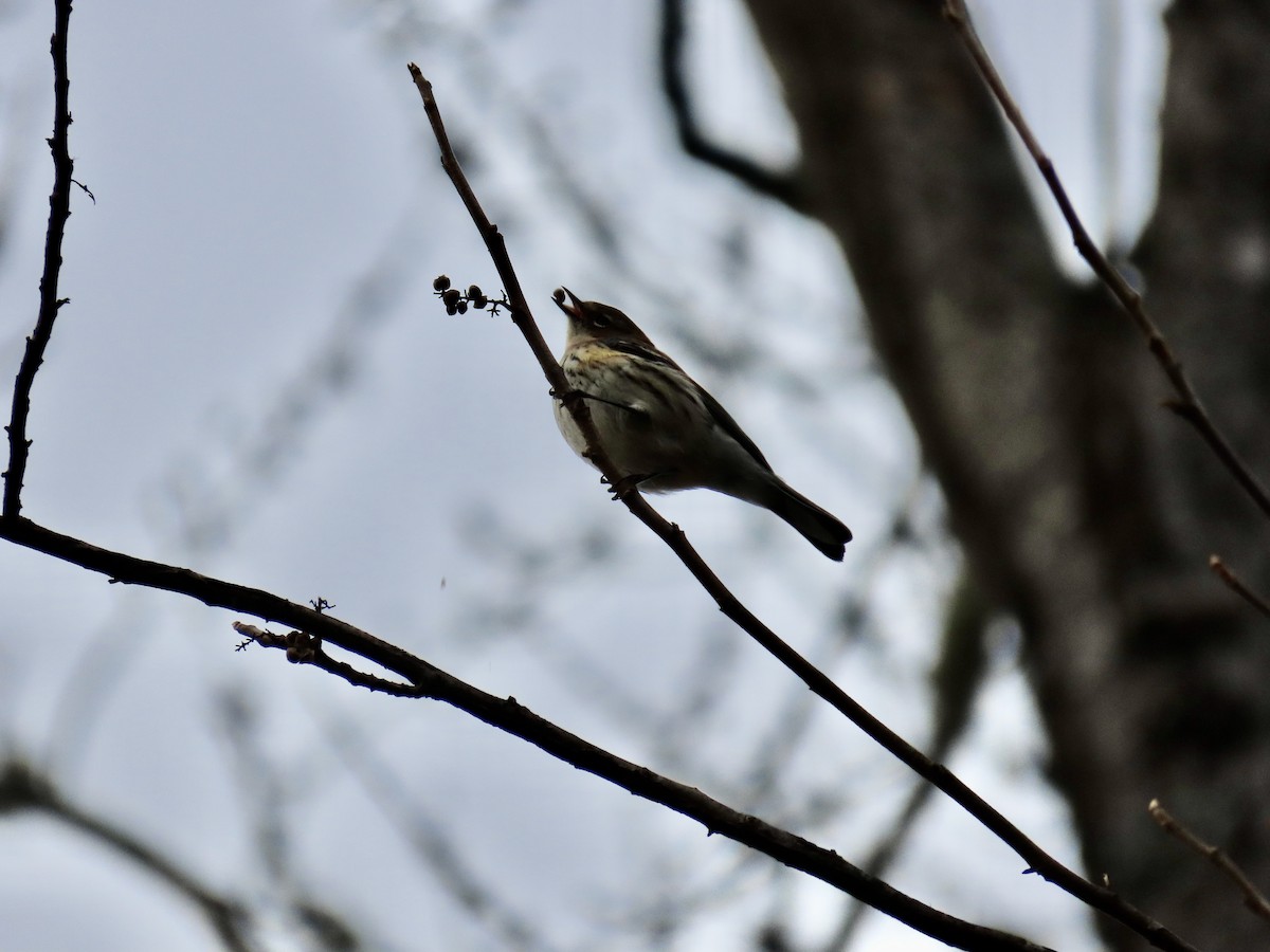 Yellow-rumped Warbler - ML646659652