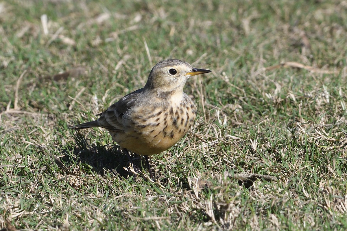 Американский конёк - ML646659653