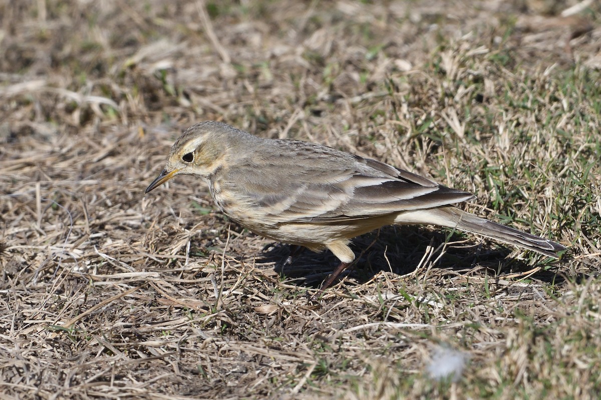 Американский конёк - ML646659654