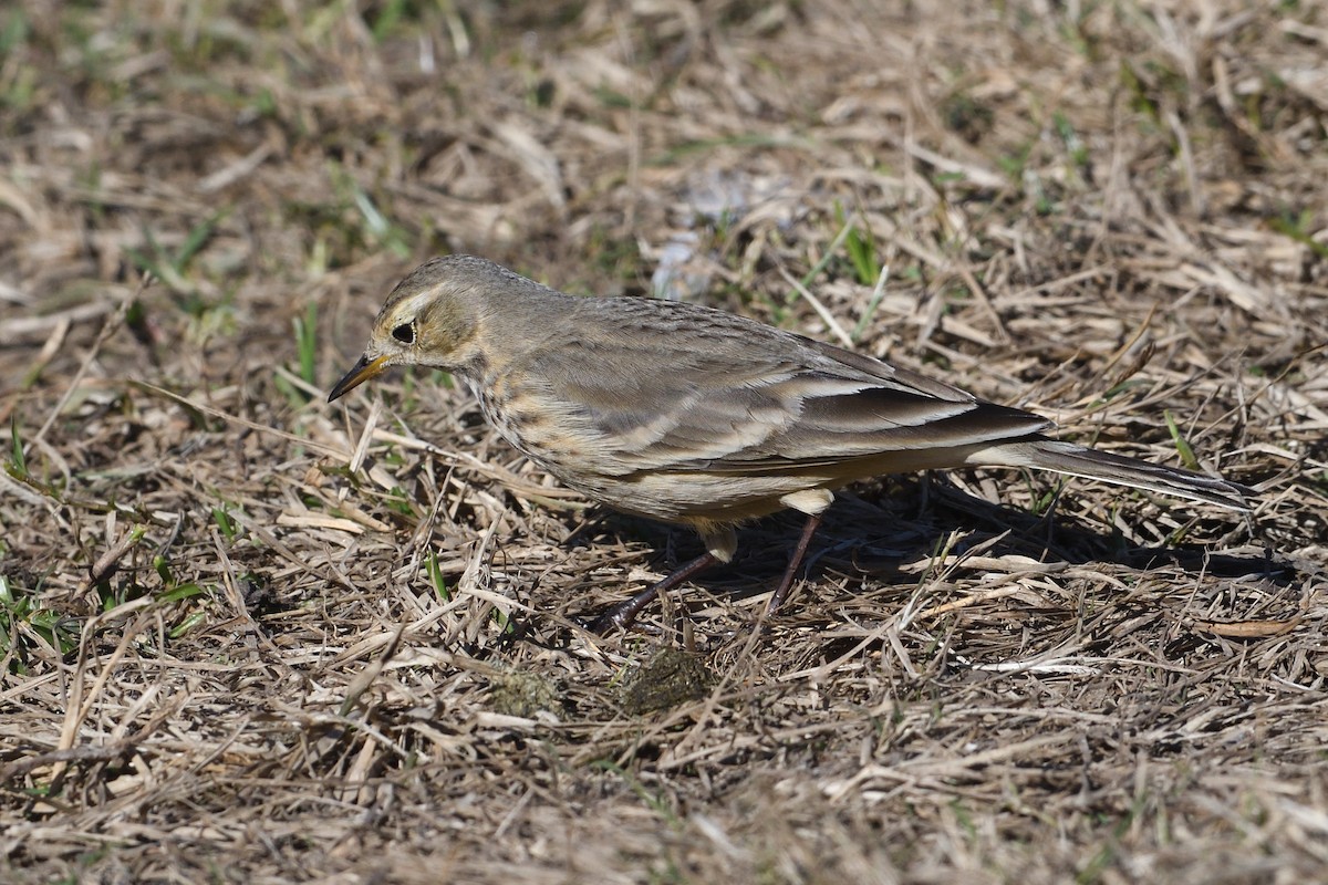 Американский конёк - ML646659656