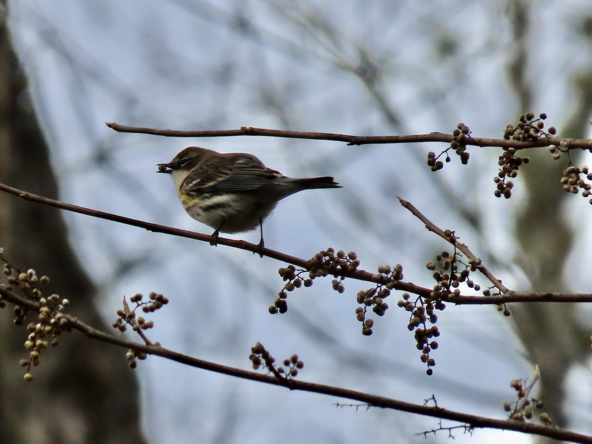 Yellow-rumped Warbler - ML646659657