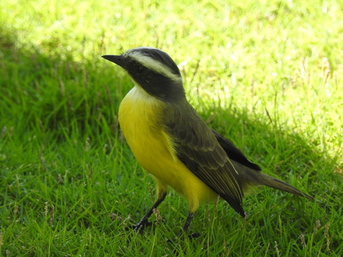 Красношапочный бентеви - ML646659658