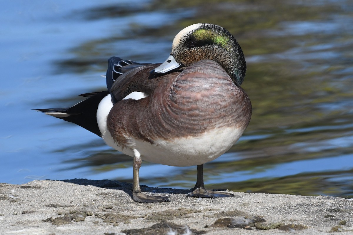 Американская свиязь - ML646659660