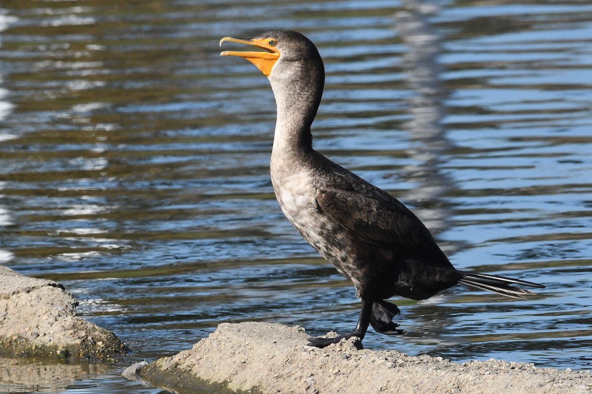 Ушастый баклан - ML646659667