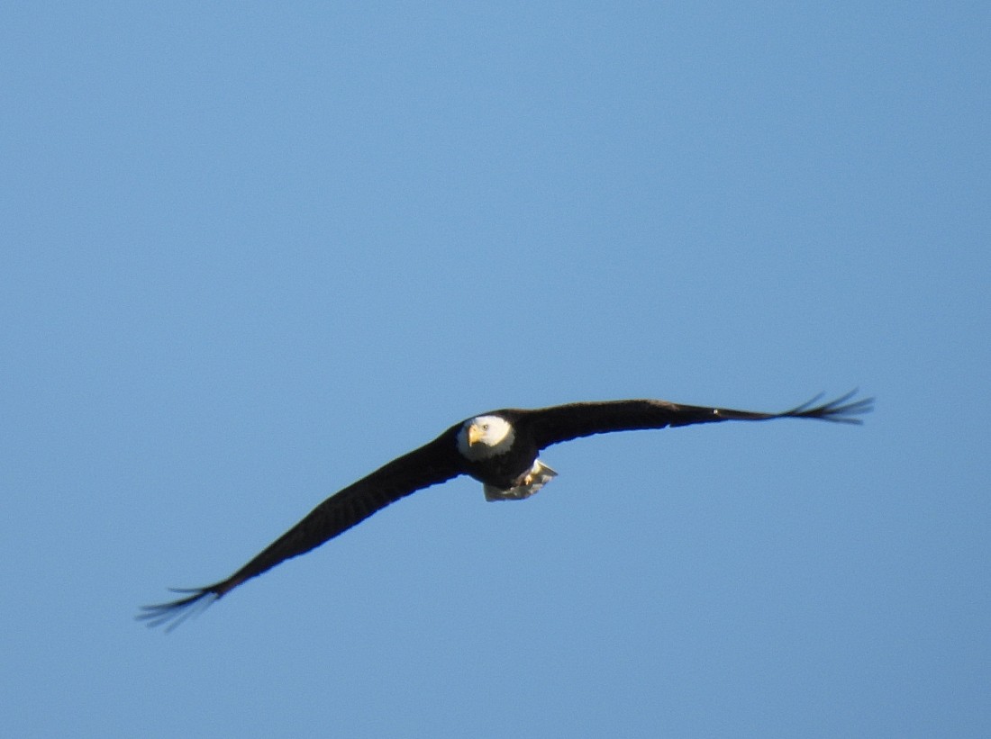 Bald Eagle - ML646659668