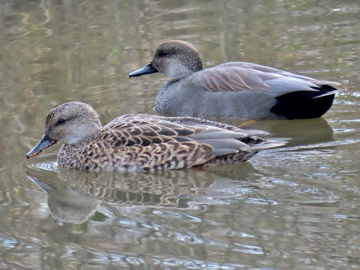 Gadwall - ML646659669