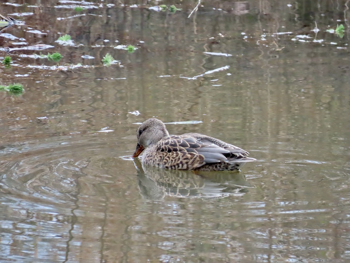 Gadwall - ML646659670