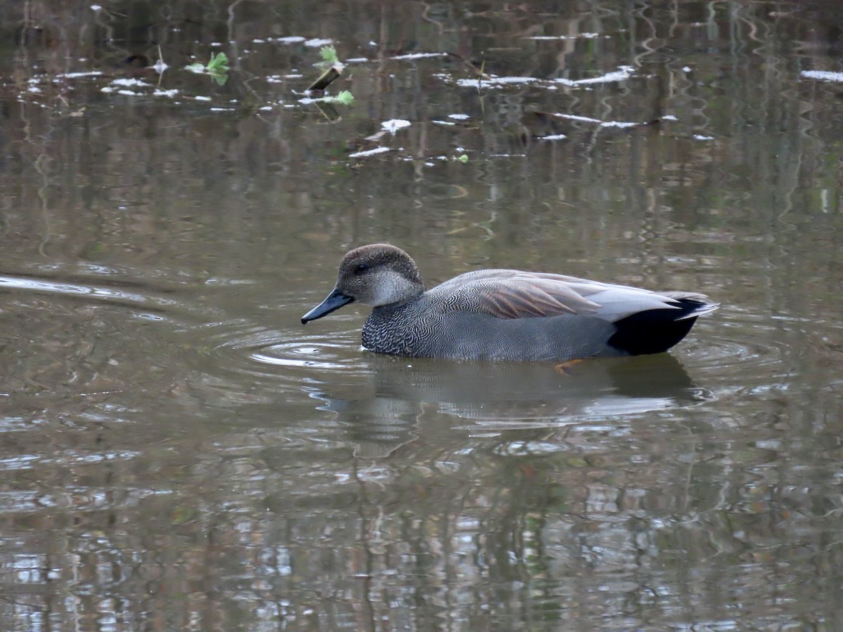 Gadwall - ML646659671
