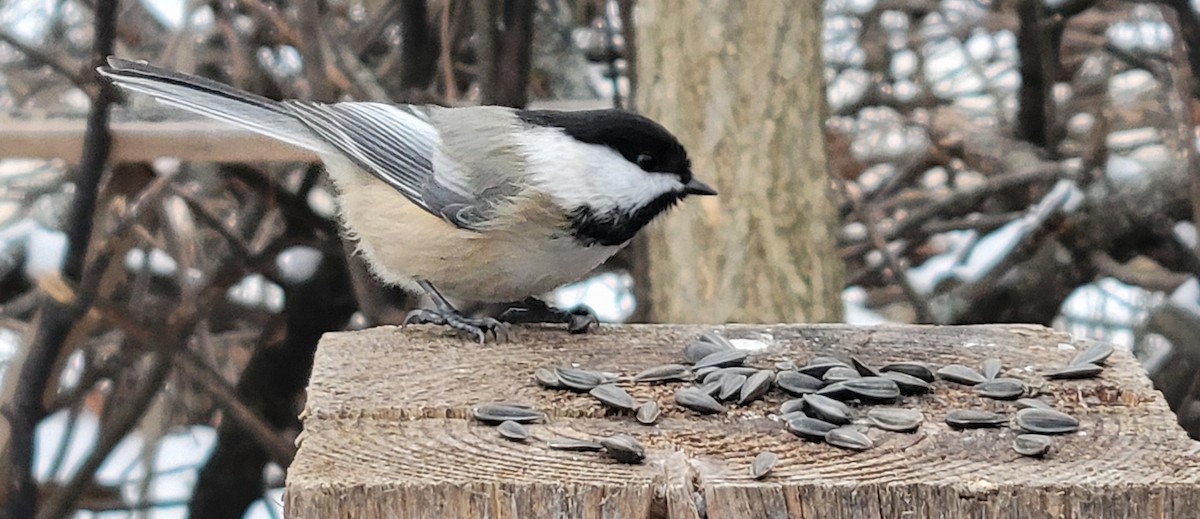 Black-capped Chickadee - ML646659672