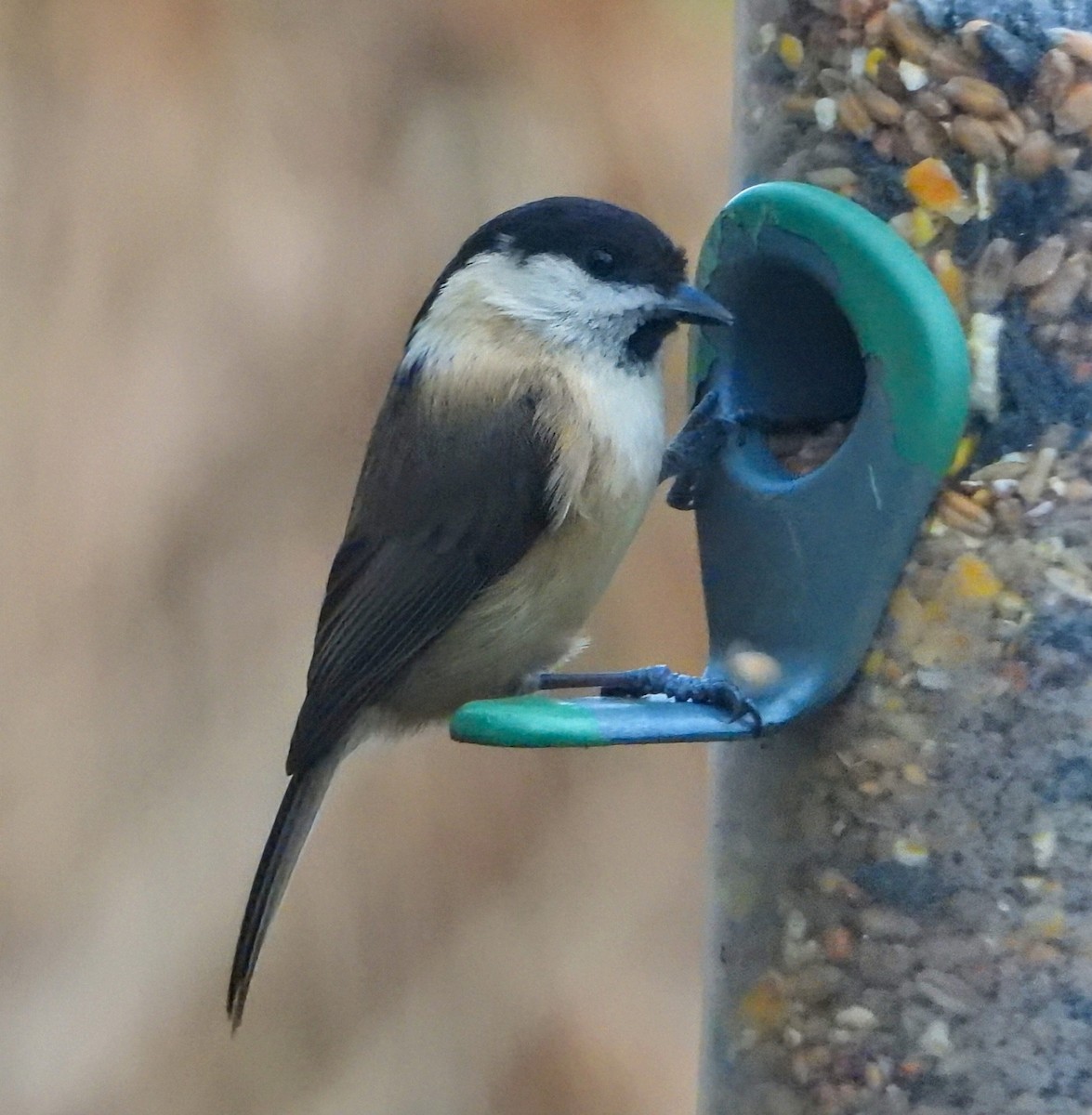 Mésange boréale - ML646659676