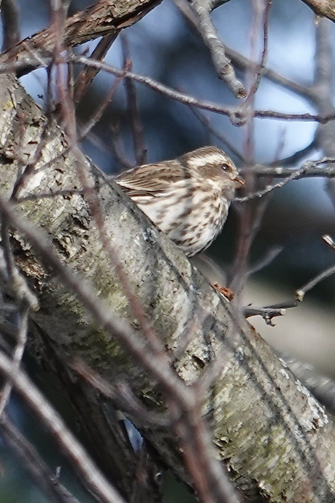 hýl nachový - ML646659682