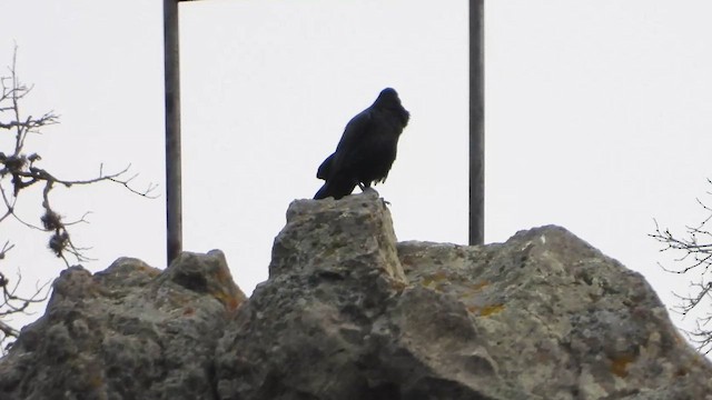 Erroi handia - ML646659693