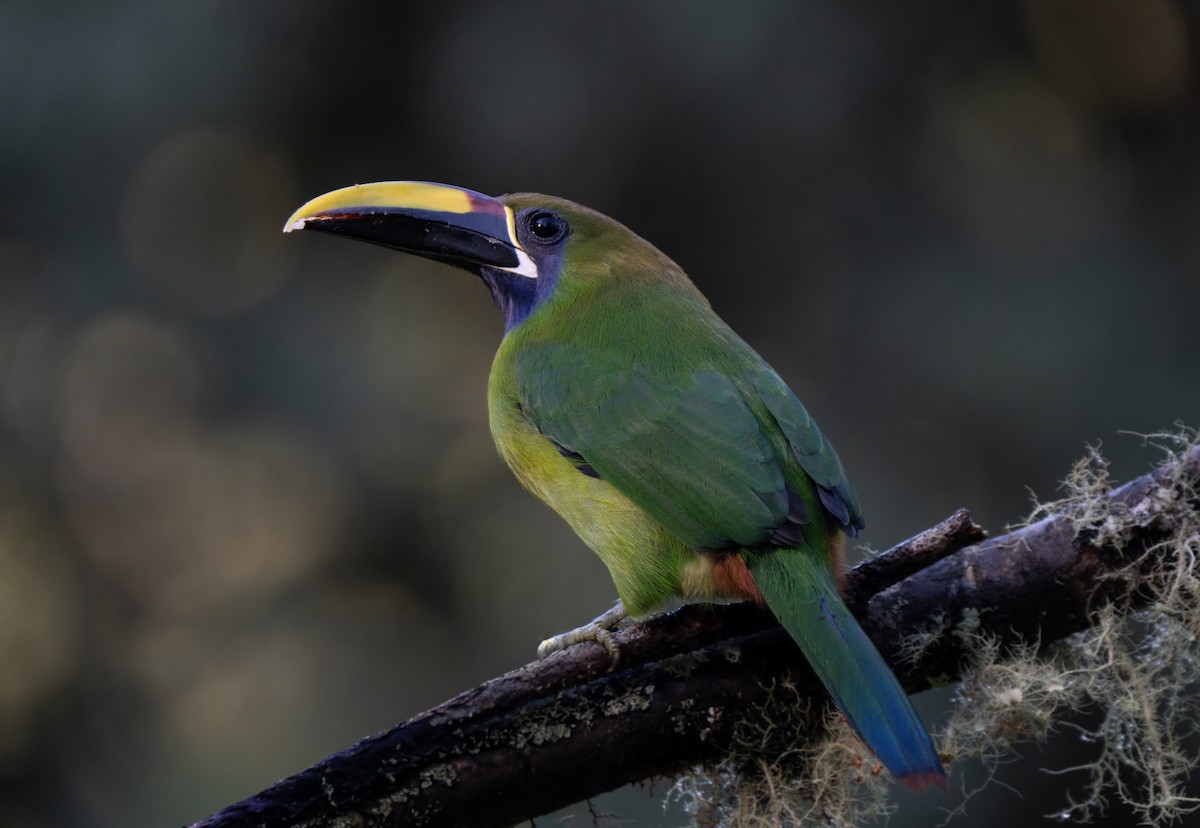 Northern Emerald-Toucanet - ML646659698