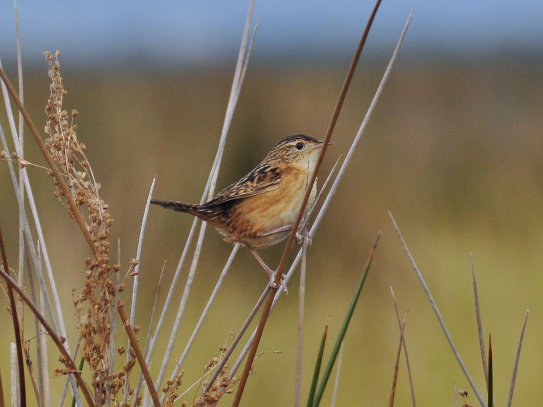 Овад річковий - ML646659700