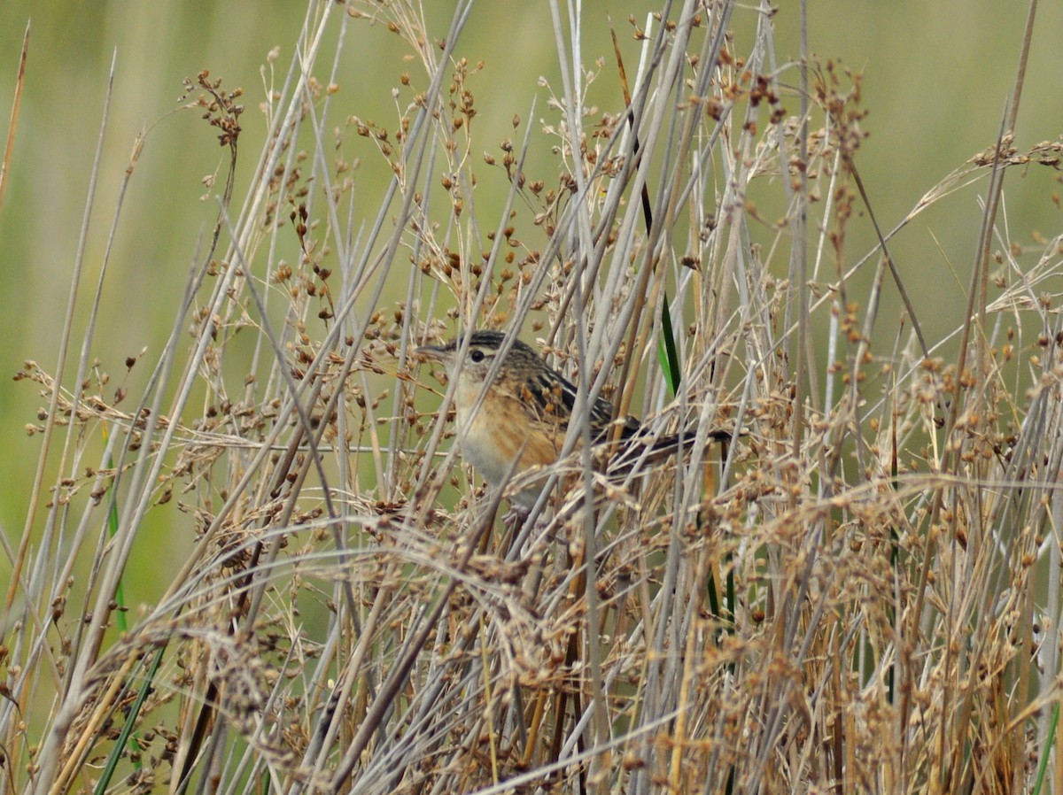 Овад річковий - ML646659701
