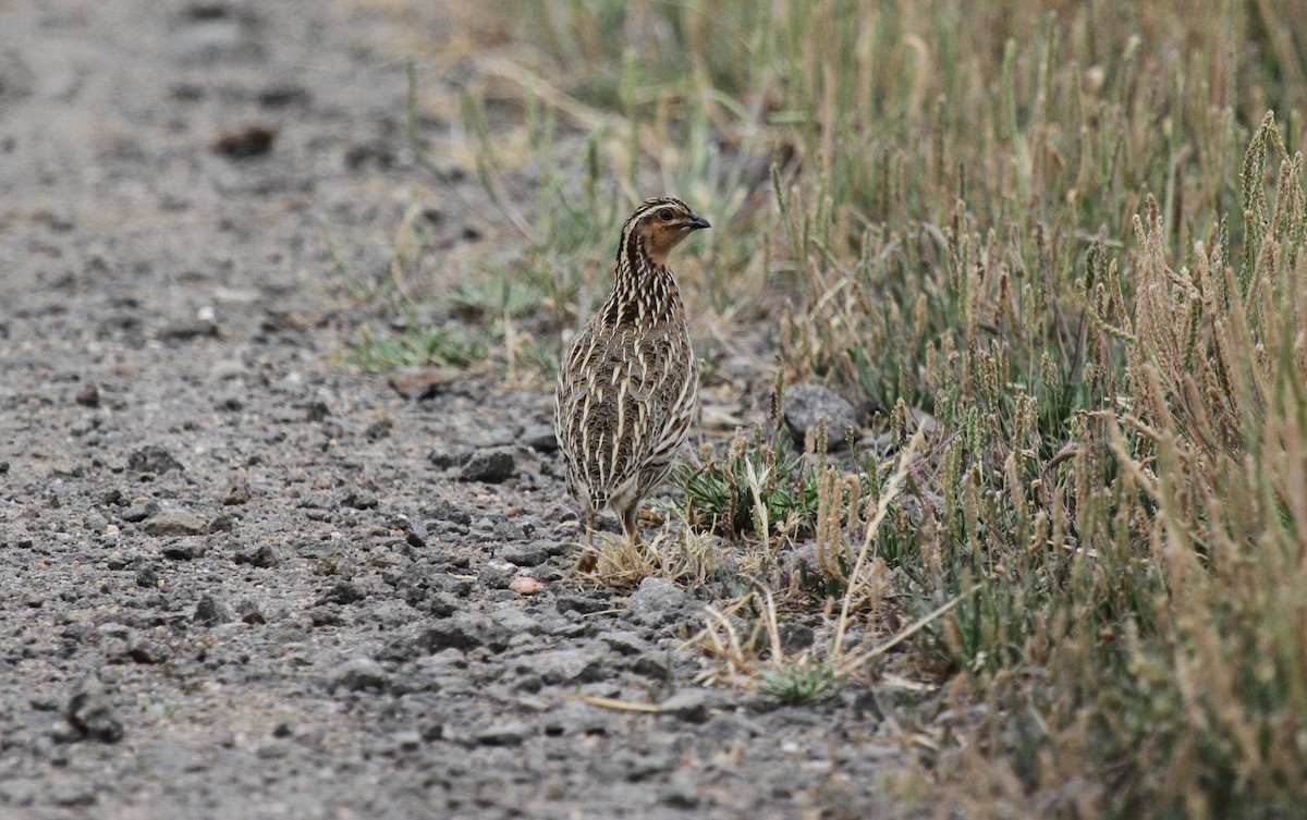 Stubble Quail - ML646659703