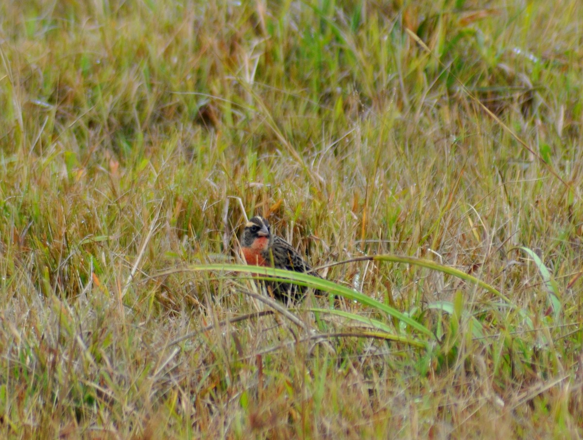 White-browed Meadowlark - ML646659705