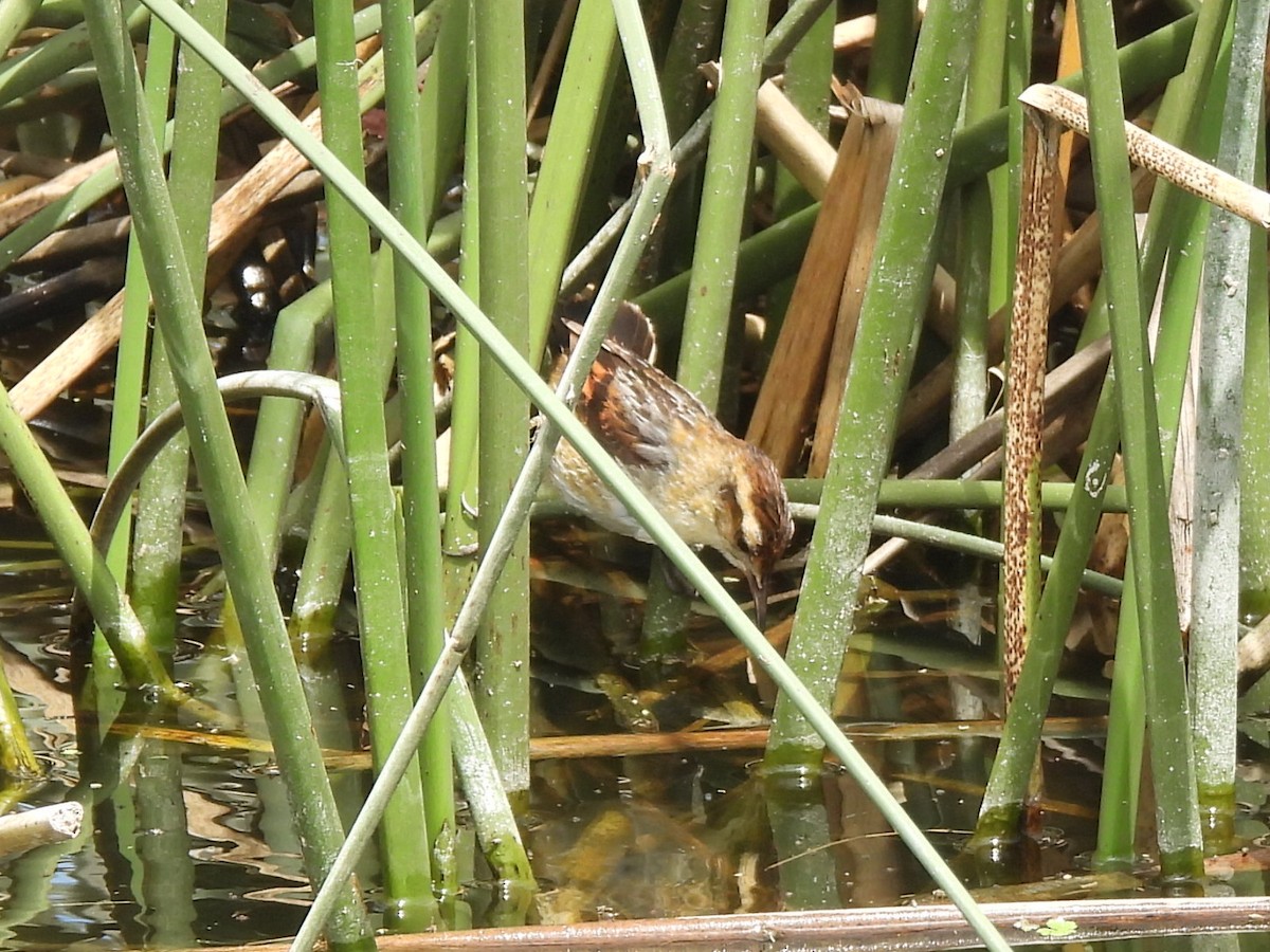 Junquero troglodyte - ML646659713
