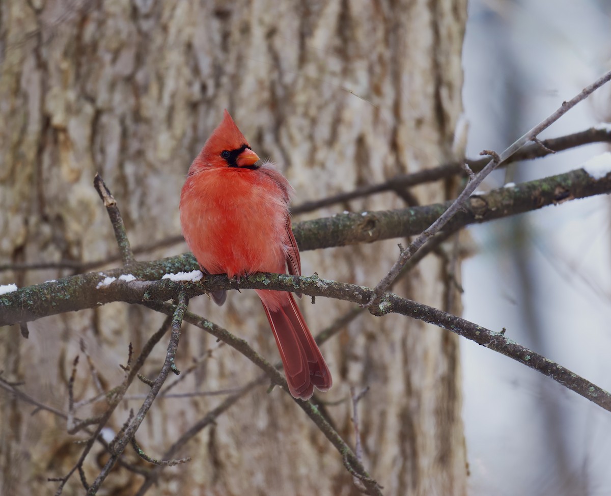 rødkardinal - ML646659720