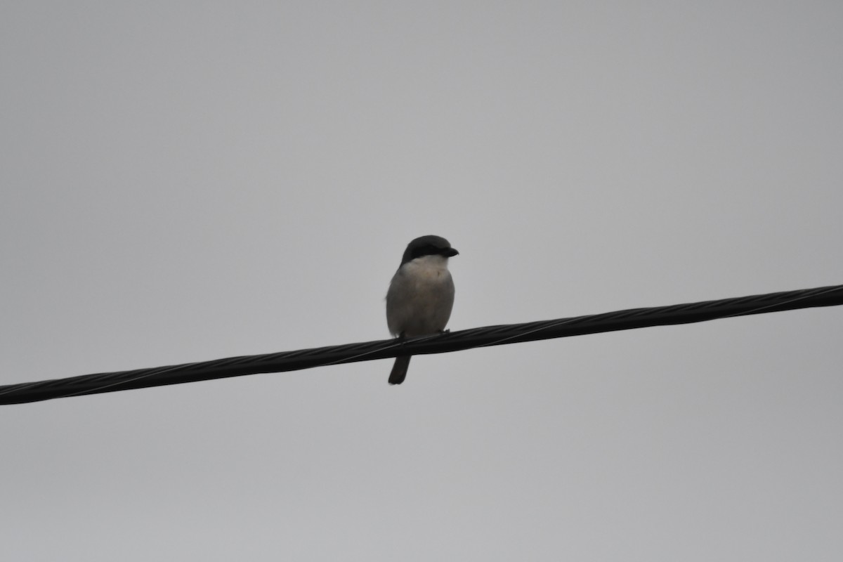 Pie-grièche migratrice - ML646659726