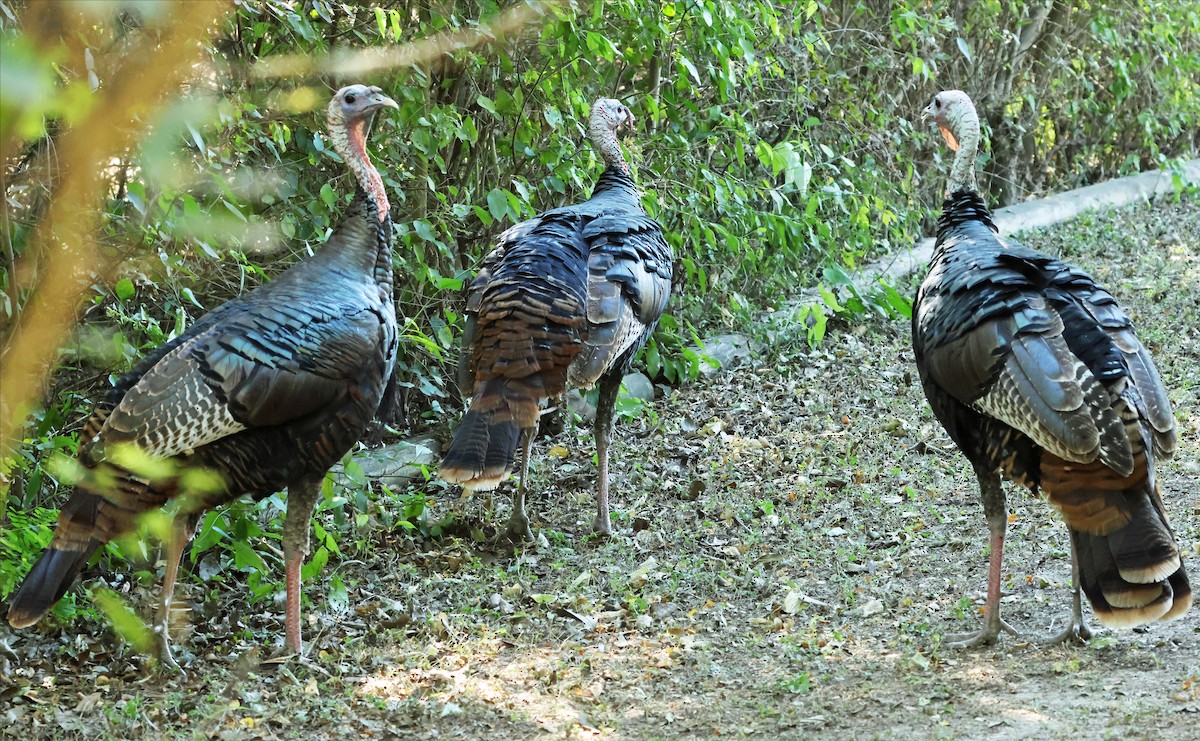 Wild Turkey - ML646659727
