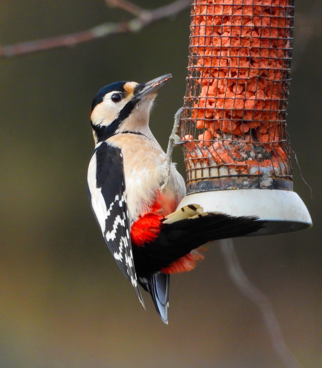 Great Spotted Woodpecker - ML646659730