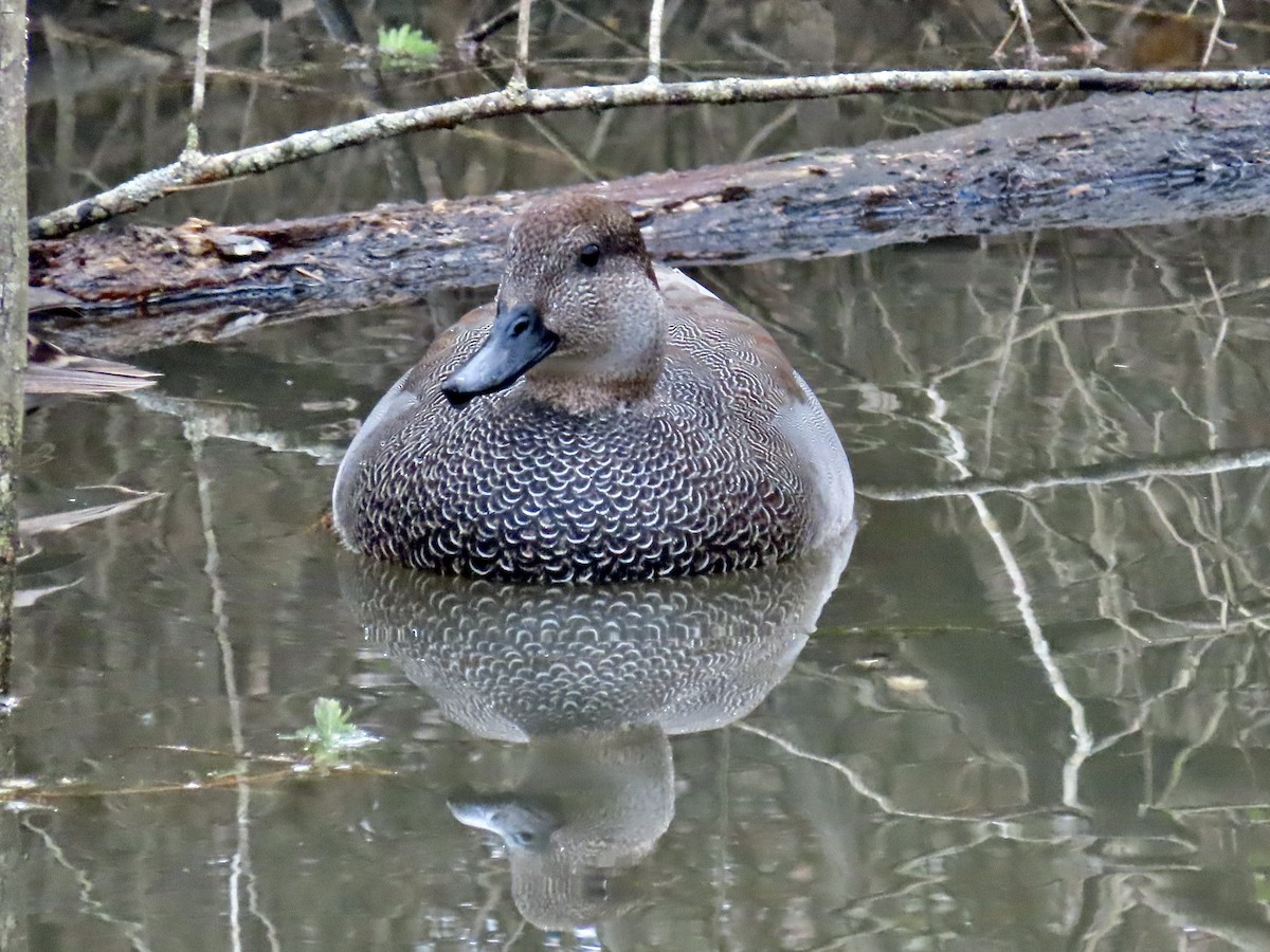 Gadwall - ML646659740