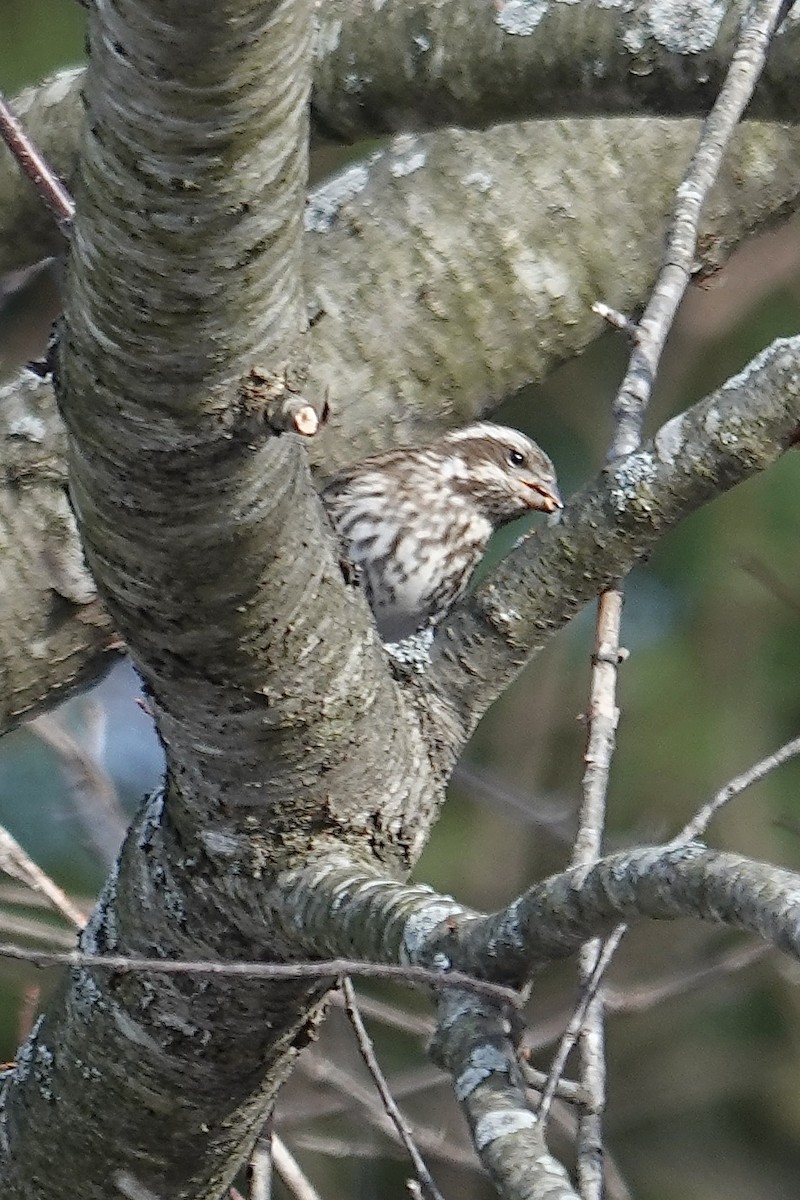 hýl nachový - ML646659741