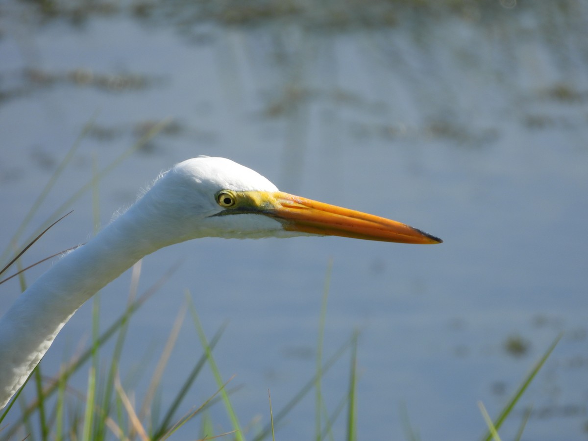 egretthegre - ML646659743