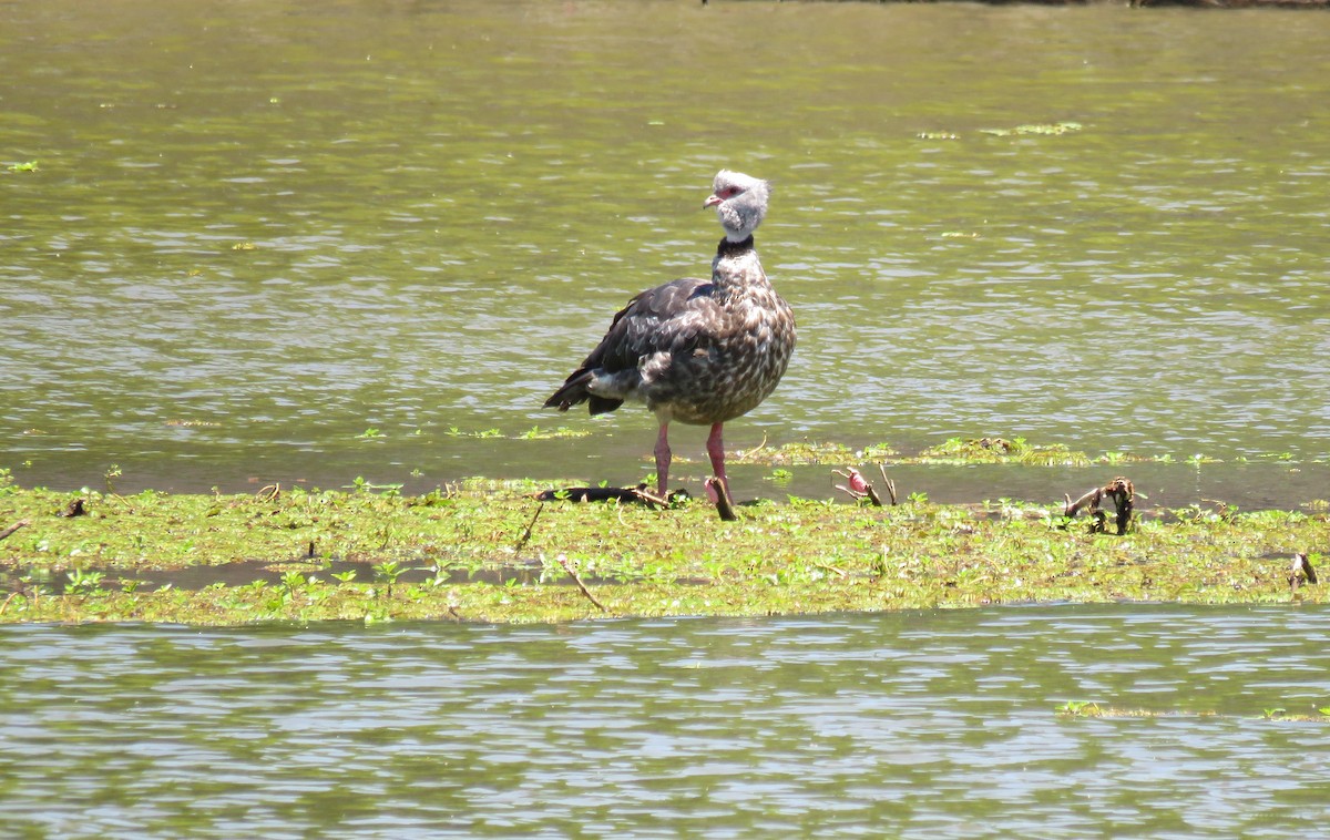 kragegjeterfugl - ML646659745