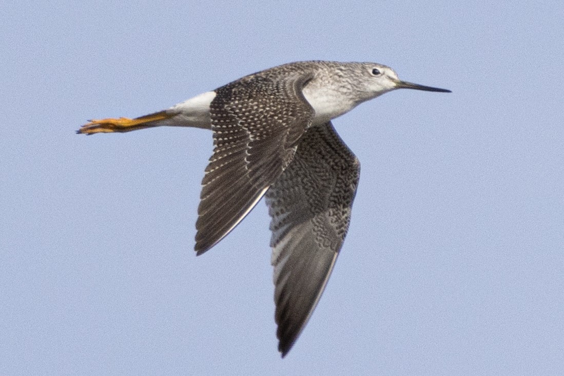 plystresnipe - ML646659746