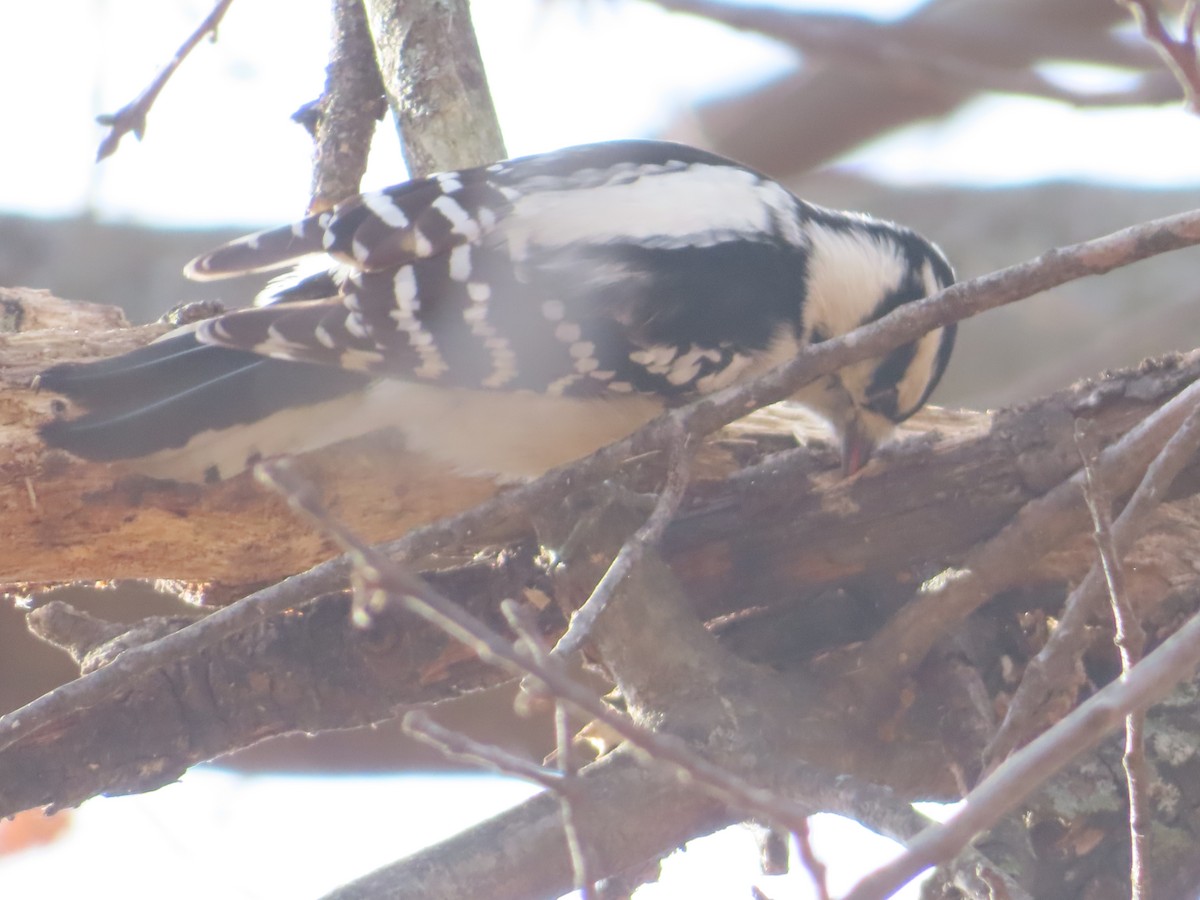 dunspett - ML646659748