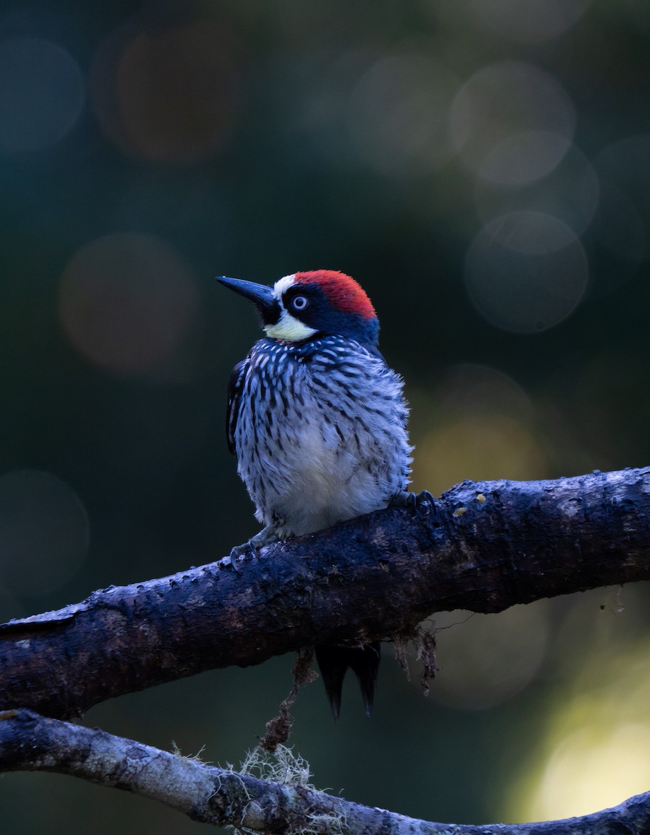 Acorn Woodpecker - ML646659750