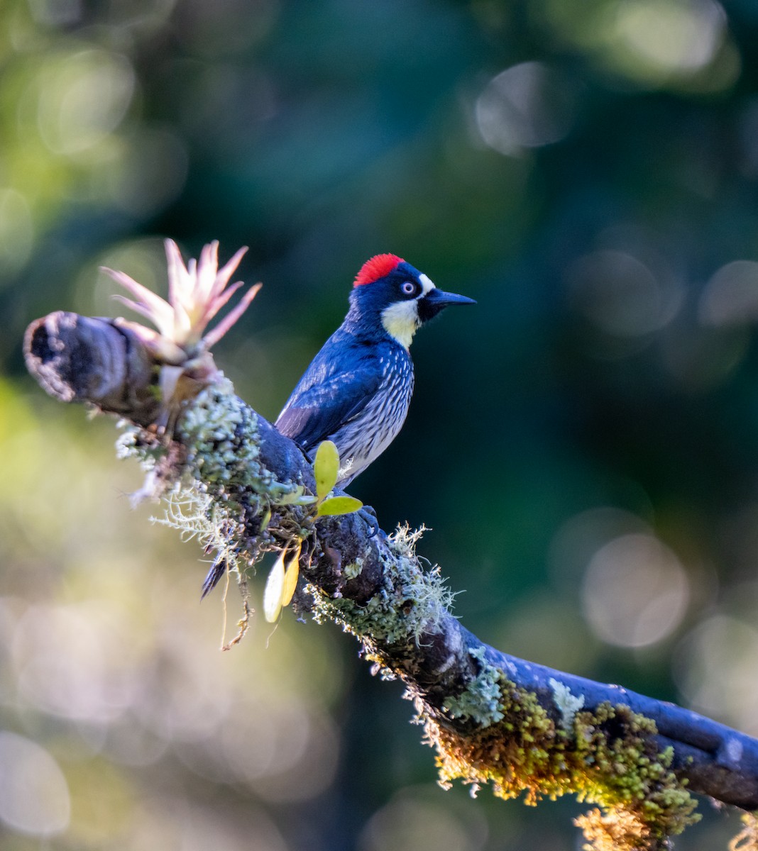 Acorn Woodpecker - ML646659751