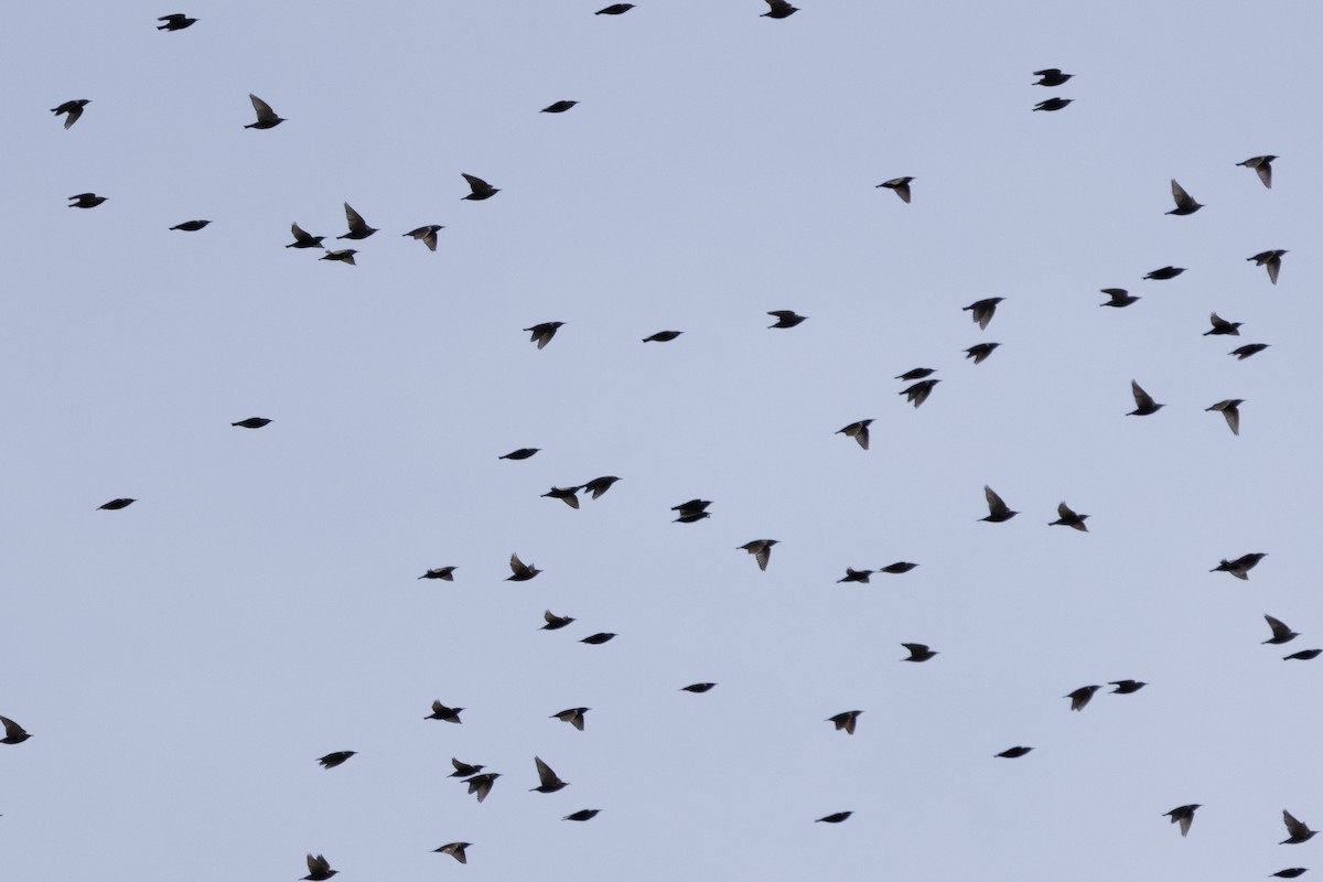 European Starling - ML646659752