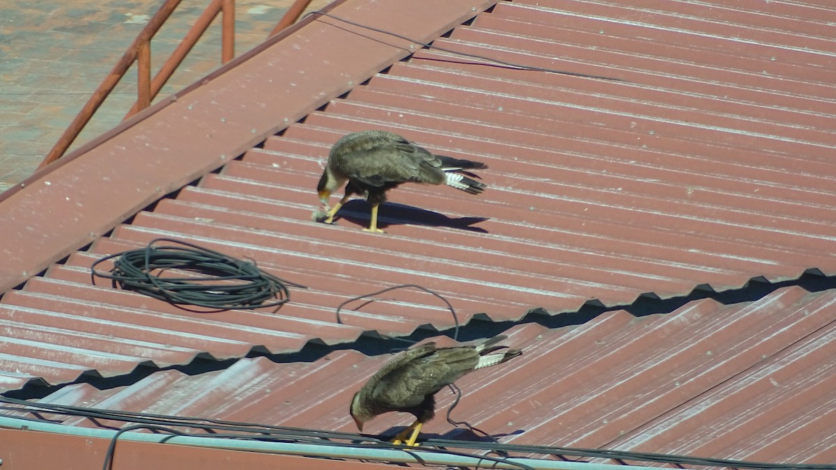 gribbkarakara - ML646659753