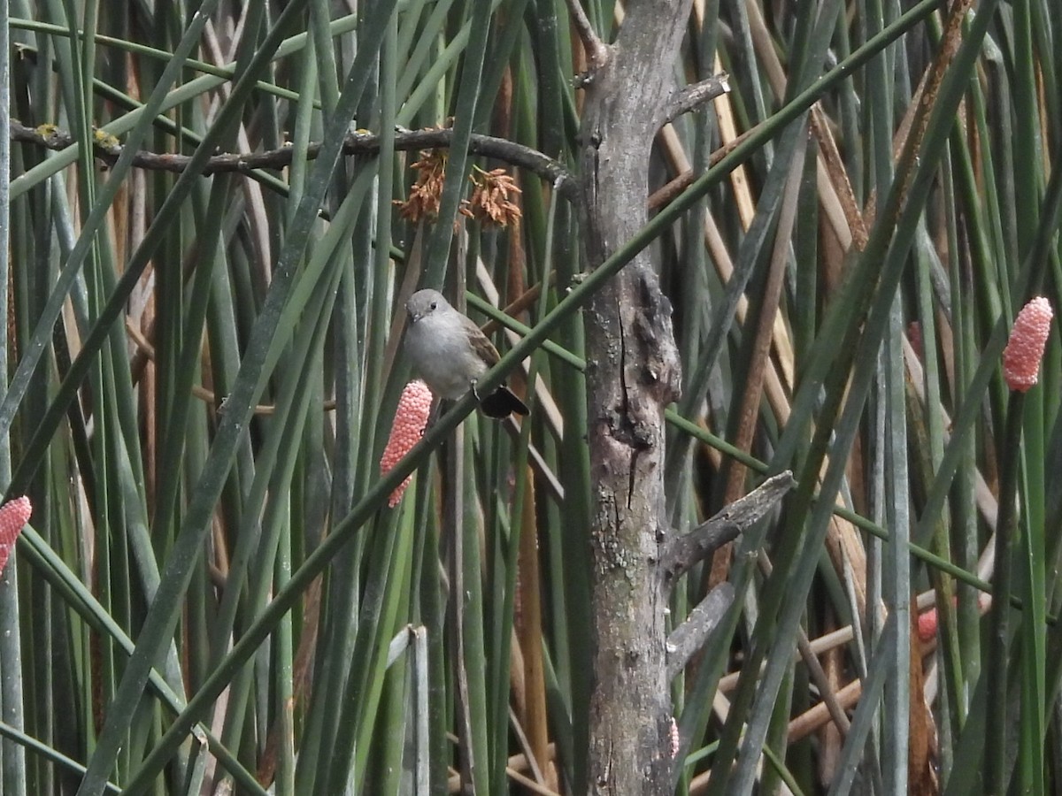 sottyrannulett - ML646659754