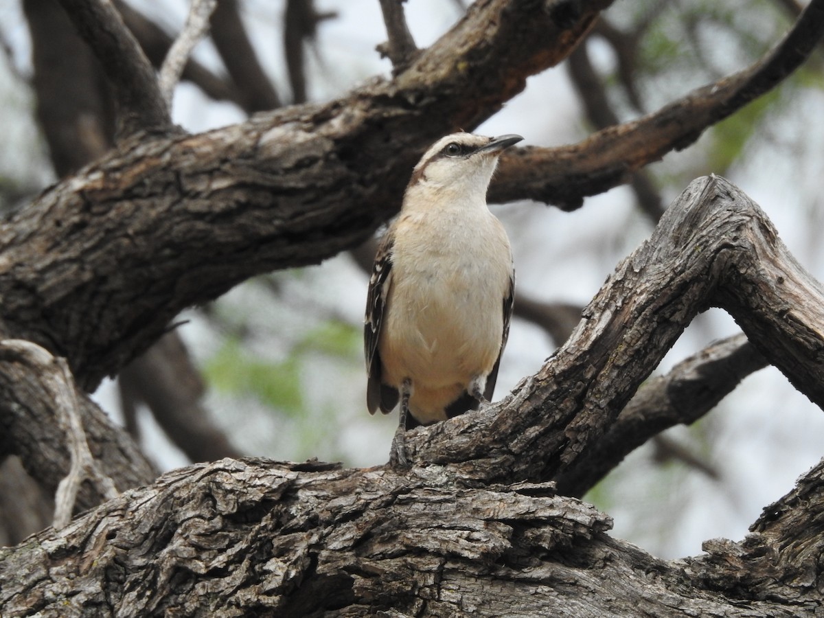 langbrynspottefugl - ML646659755