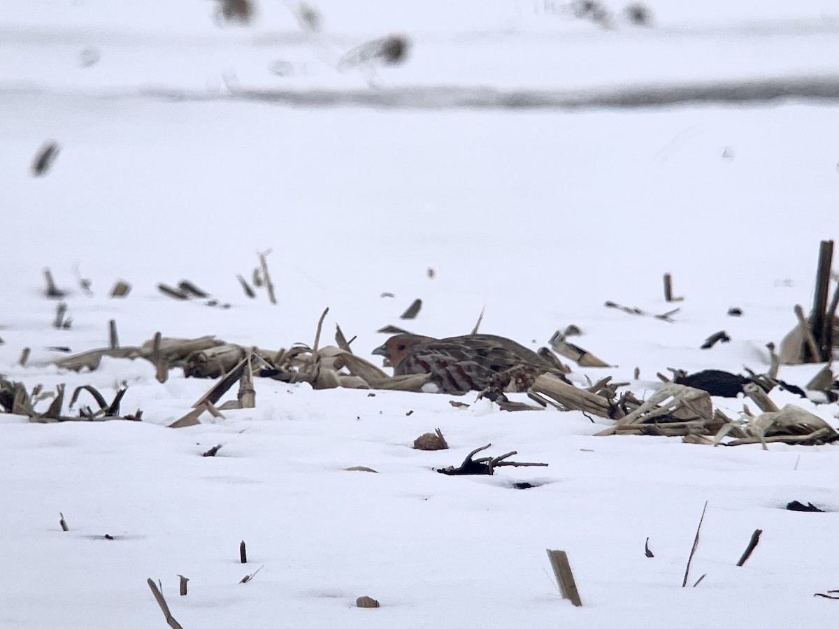 rapphøne - ML646659757