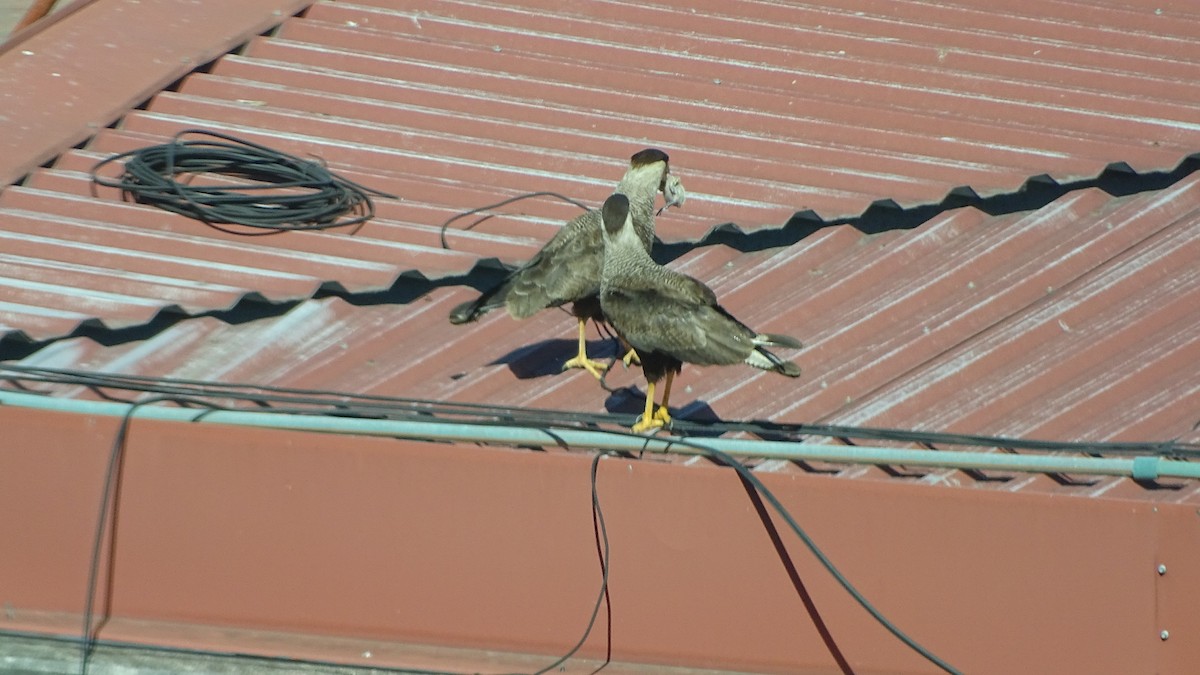 gribbkarakara - ML646659759