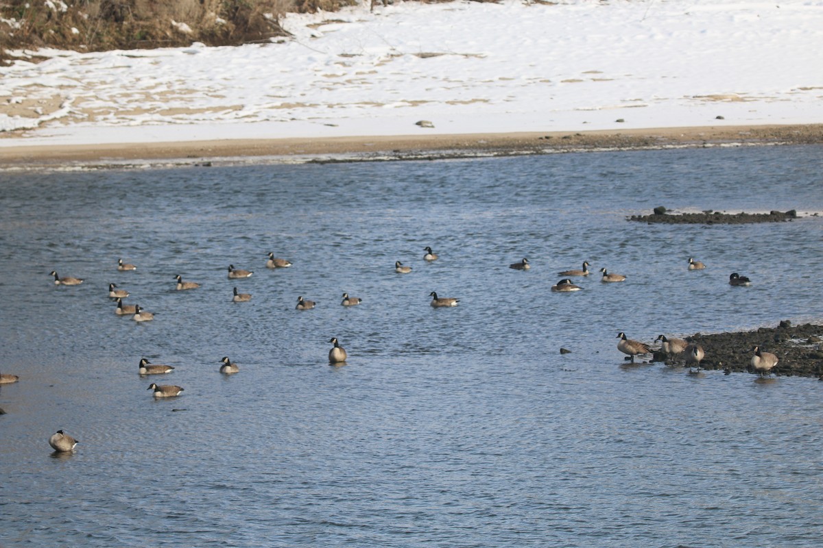 kanadagås - ML646659761