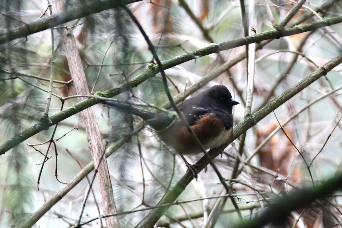 flekktovi - ML646659762