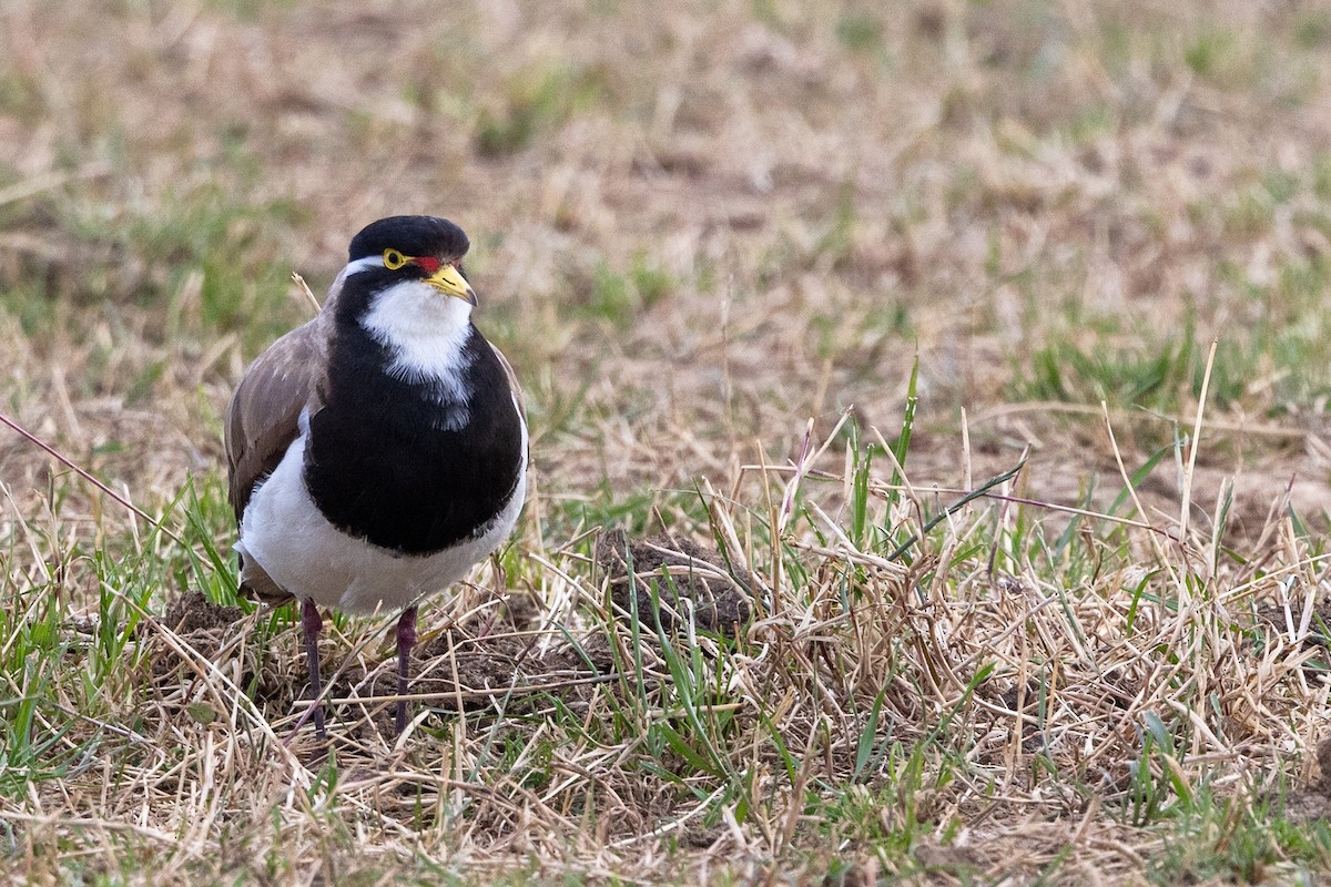 beltevipe - ML646659763