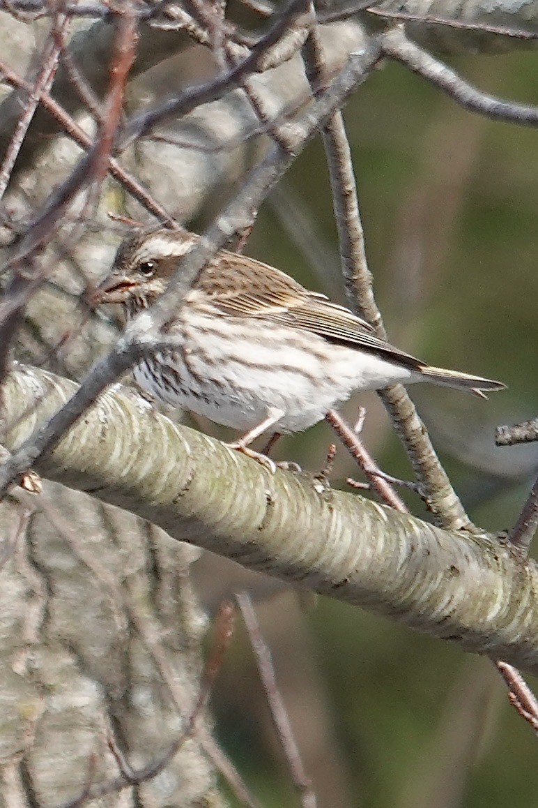 hýl nachový - ML646659779