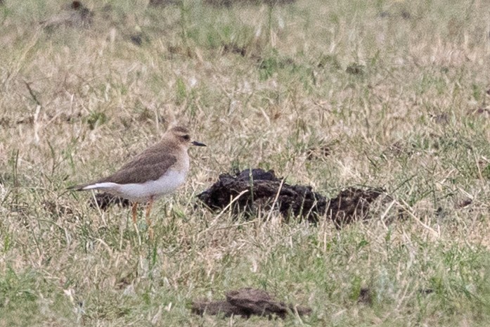 オオチドリ - ML646659780