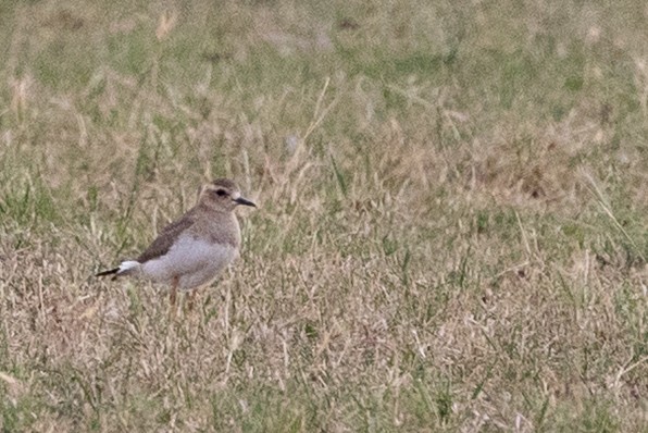 オオチドリ - ML646659781