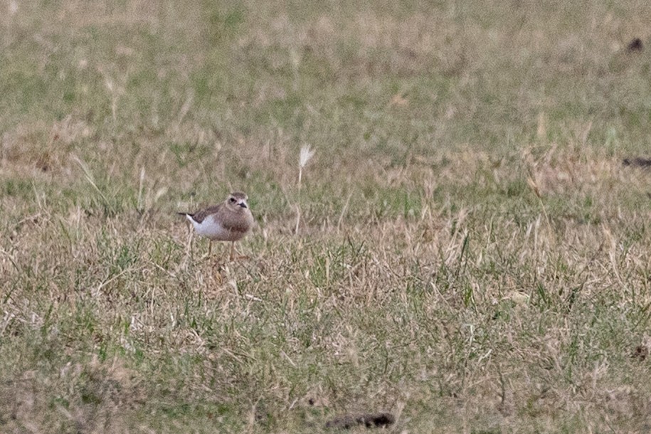 オオチドリ - ML646659782