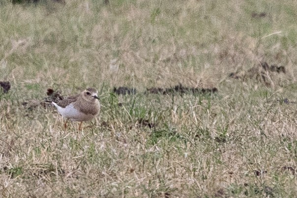 オオチドリ - ML646659783